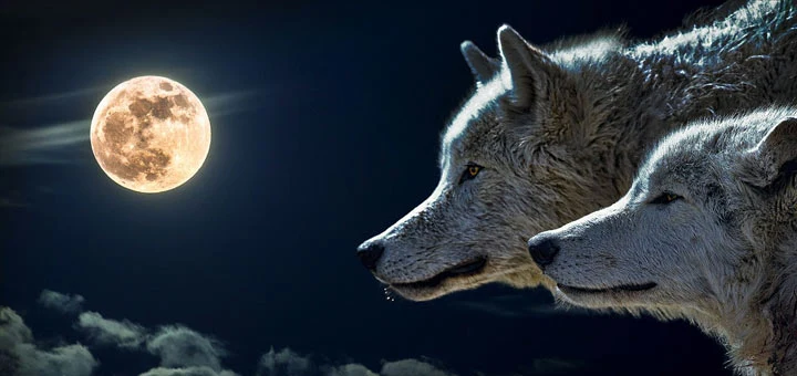 Loup-Garou
